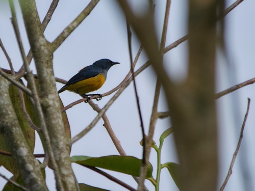 Orange-bellied Flowerpecker