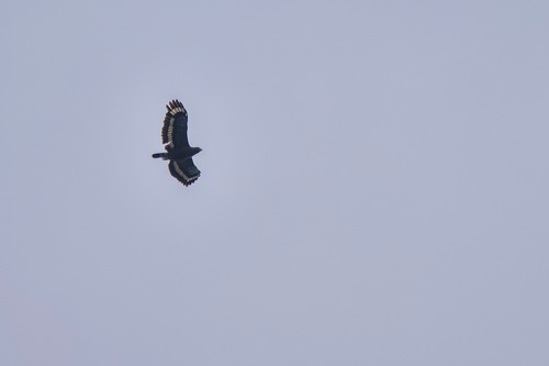 Sarawak Serpent-Eagle