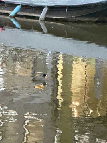 Eurasian Coot
