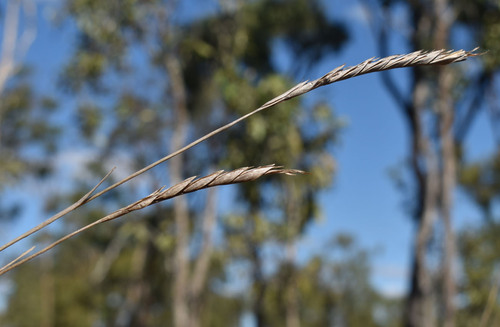 Heteropogon triticeus observed 2026-07-18