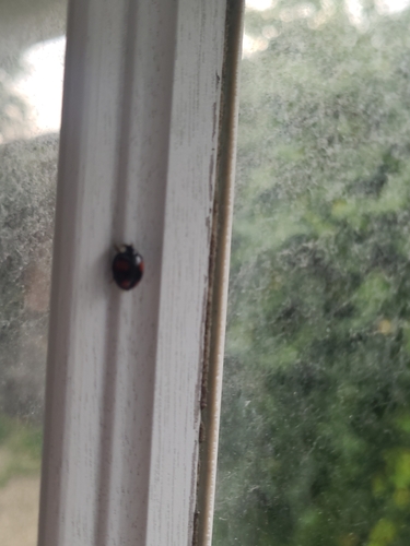 Asian Lady Beetle