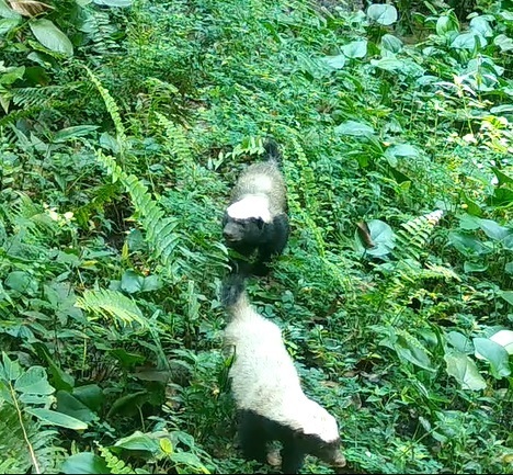 Ratel