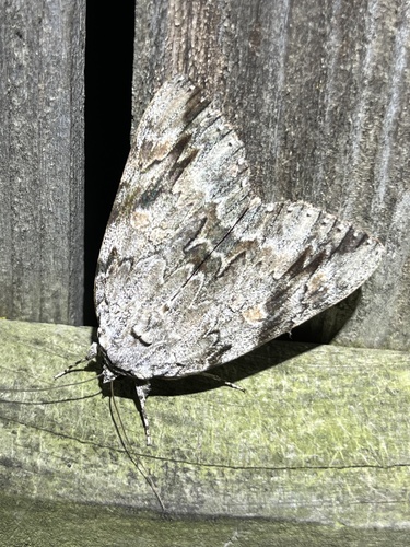Sad Underwing