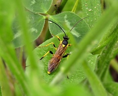 Amblyteles armatorius