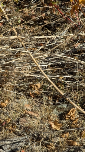 Western Yellow-bellied Racer