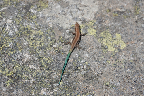 Iberian Rock Lizard