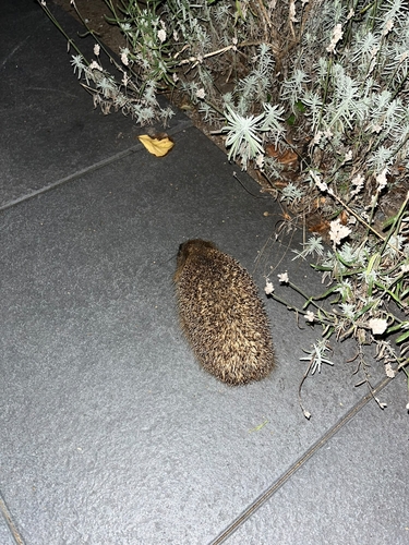 Common Hedgehog