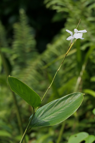 Donax canniformis observed 2026-08-26
