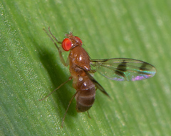 Chymomyza amoena