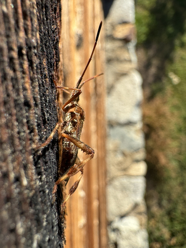 Western Conifer Seed Bug