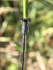 Ischnura elegans