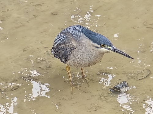 Little Heron