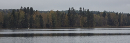 Whooper Swan