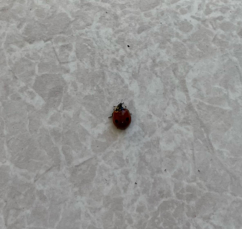 Two-spotted Lady Beetle