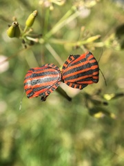 Graphosoma italicum italicum