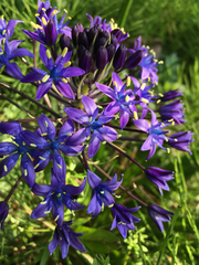 Scilla peruviana