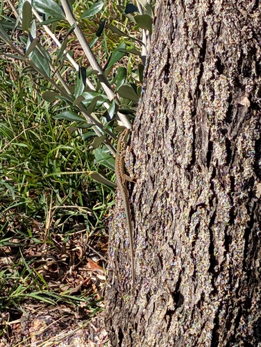 Italian Wall Lizard