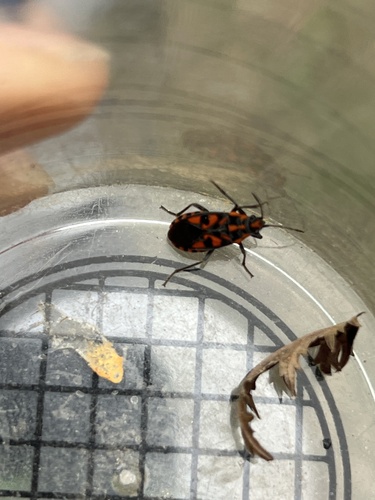 Spilostethus saxatilis