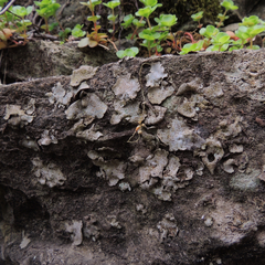 Dermatocarpon muhlenbergii