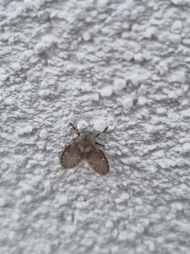 Bathroom Moth Fly