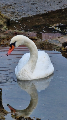 Mute Swan