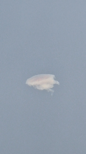 Lion's Mane Jelly