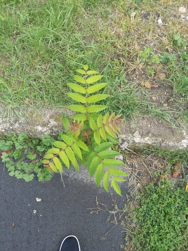tree-of-heaven