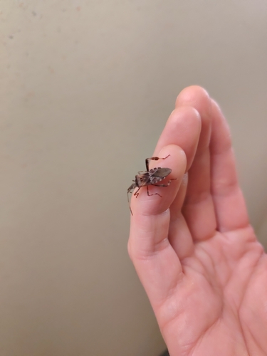 Western Conifer Seed Bug