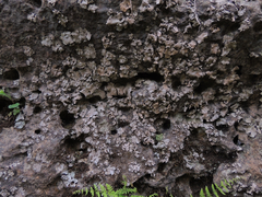 Dermatocarpon muhlenbergii