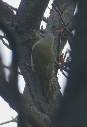 Grey-headed Woodpecker