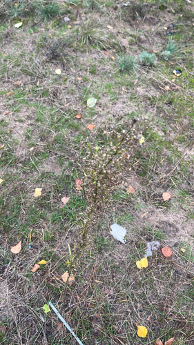 horseweed