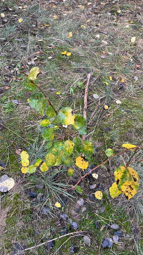 European aspen