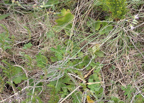 Pelargonium alchemilloides, photograph 4