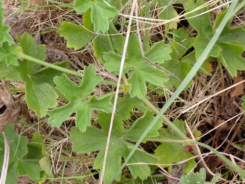Pelargonium alchemilloides, photograph 3
