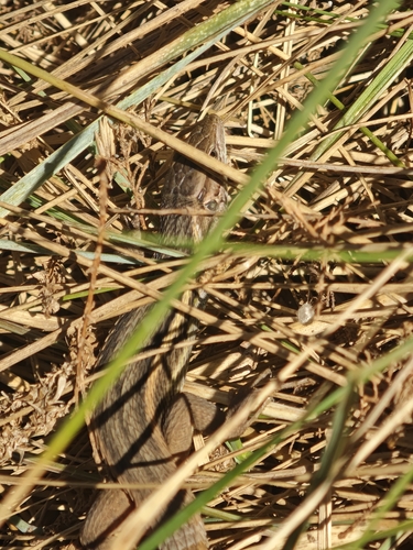 Large Psammodromus