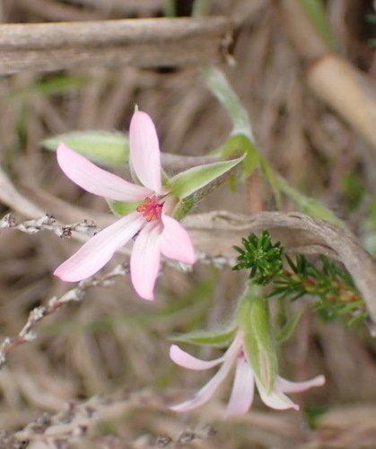 Pelargonium alchemilloides, photograph 1