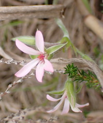 Pelargonium alchemilloides, photograph (c) Nicola van Berkel, some rights reserved (CC BY-SA)