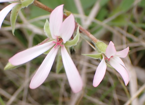 Pelargonium alchemilloides