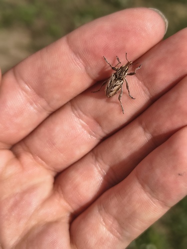 Coniocleonus nigrosuturatus