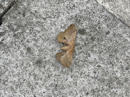 Rinaca japonica