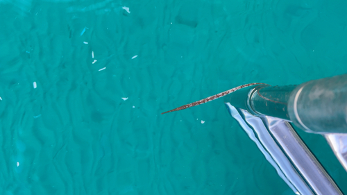 Broadnosed Pipefish