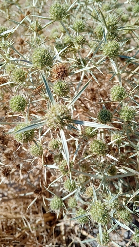 Eryngium campestre, photograph 3