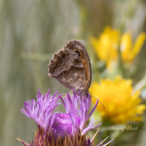 Southern Gatekeeper