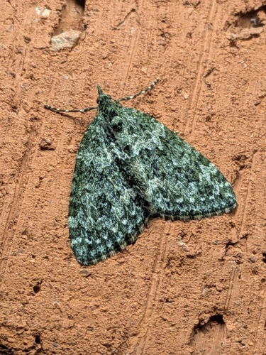 Autumn Green Carpet