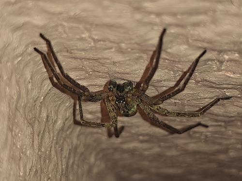 Mediterranean Spiny False Wolf Spider