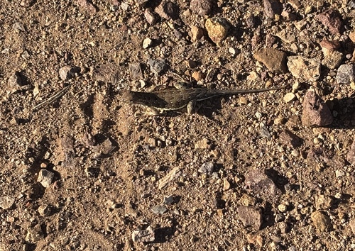 Elegant Earless Lizard