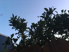 Citrus