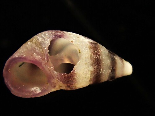 Rissoa violacea, 2026-09-24