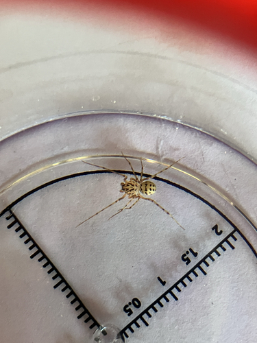 Common Spitting Spider