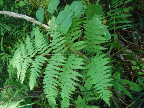 Cornopteris, 2026-08-22